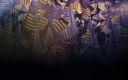 blurred background