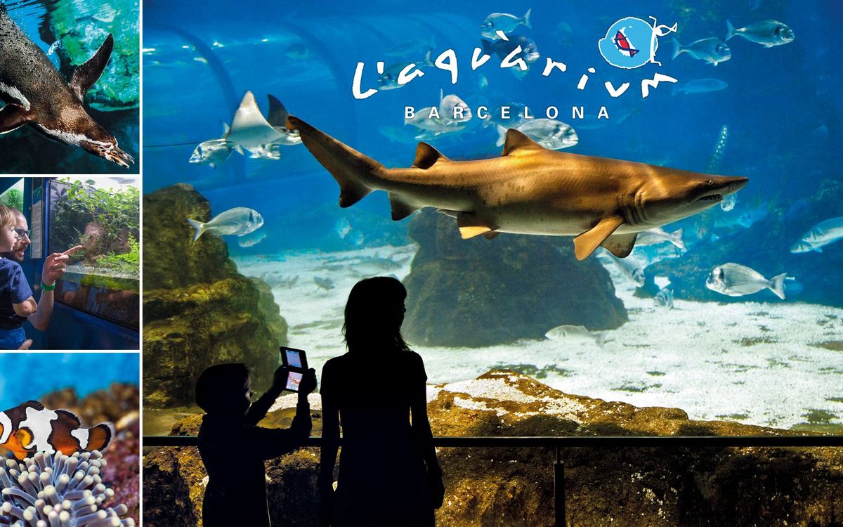 Descompte de 5€ per persona a L’Aquàrium per a les famílies blaugrana